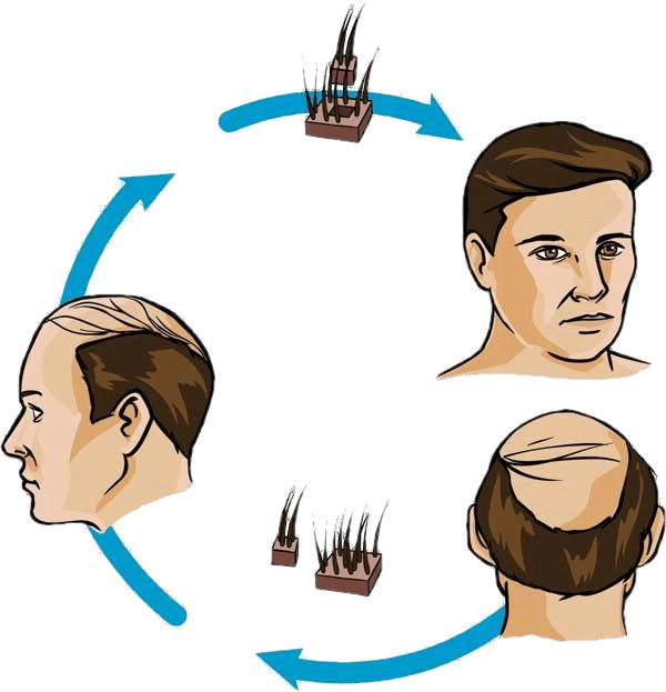 fue hair cycle